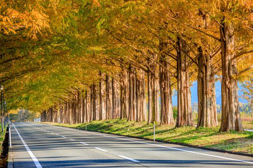 メタセコイア並木